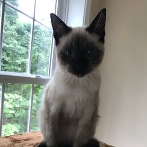 Meet your Posher, Alexis